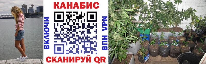 Бошки марихуана сатива  Кондрово 